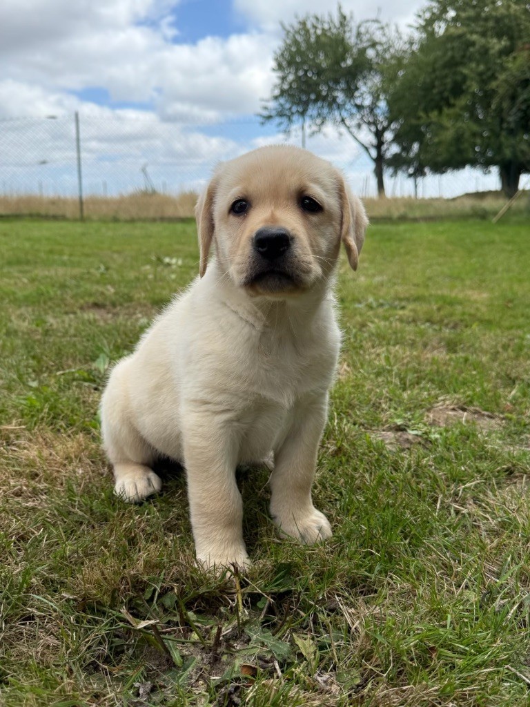 du moulin de madjurie - Chiots disponibles - Labrador Retriever