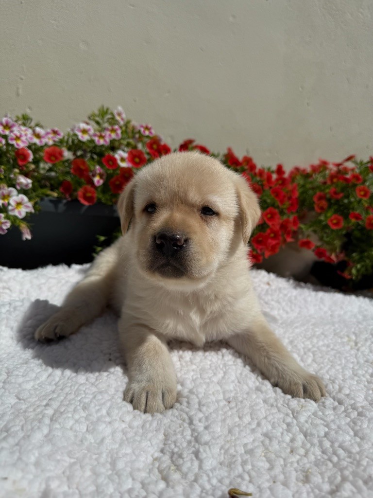 du moulin de madjurie - Chiots disponibles - Labrador Retriever