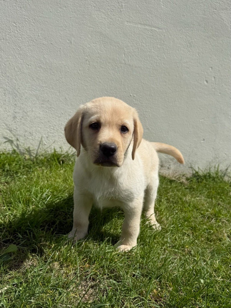 du moulin de madjurie - Chiots disponibles - Labrador Retriever