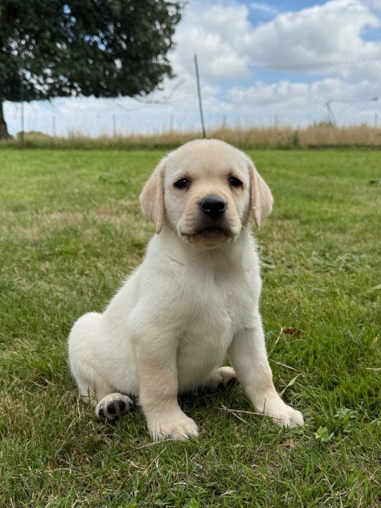 du moulin de madjurie - Chiots disponibles - Labrador Retriever