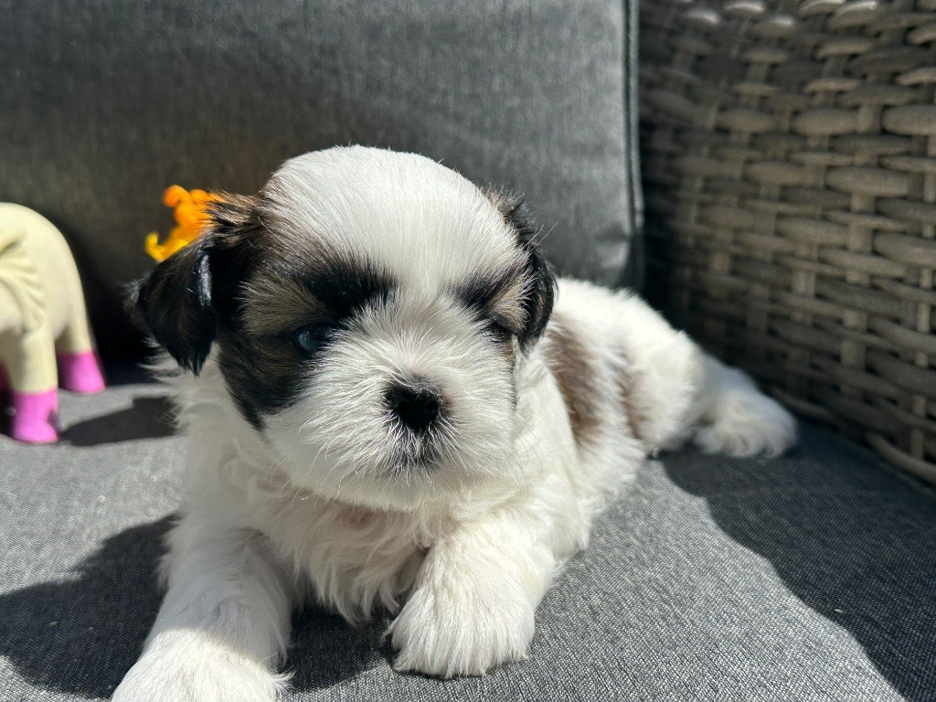 du moulin de madjurie - Chiots disponibles - Shih Tzu
