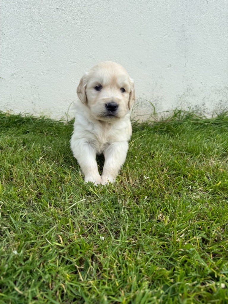 du moulin de madjurie - Chiots disponibles - Golden Retriever