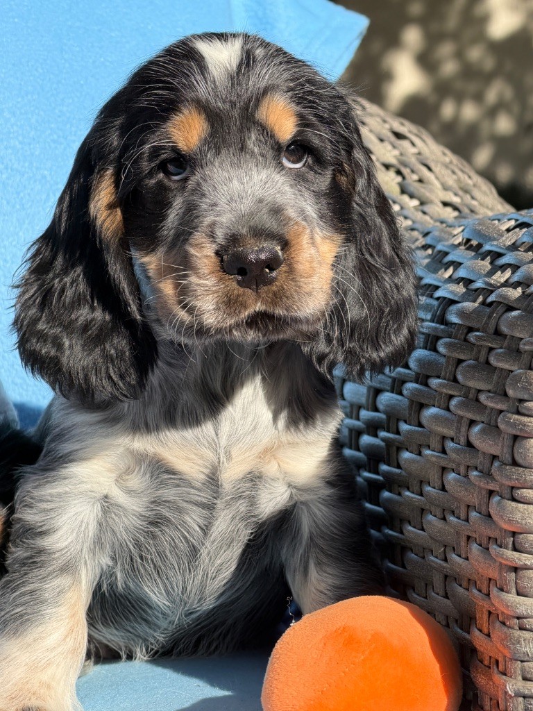 du moulin de madjurie - Chiots disponibles - Cocker Spaniel Anglais