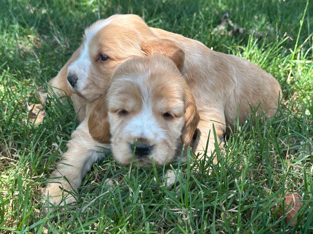 du moulin de madjurie - Chiots disponibles - Cocker Spaniel Anglais